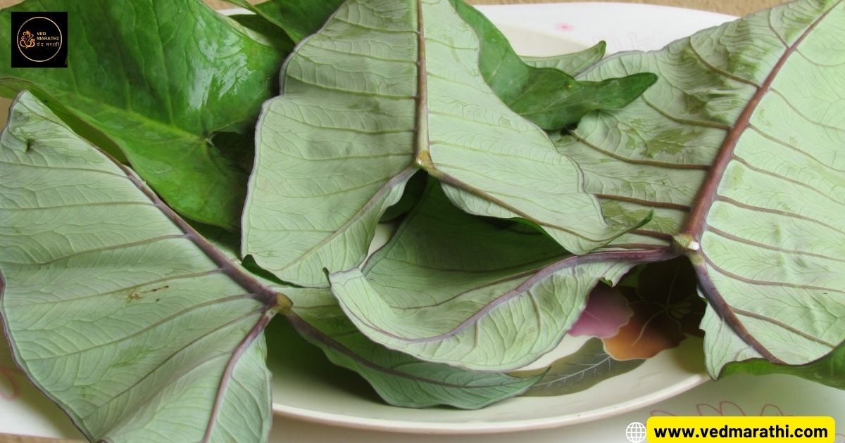 Aluwadi Leaves